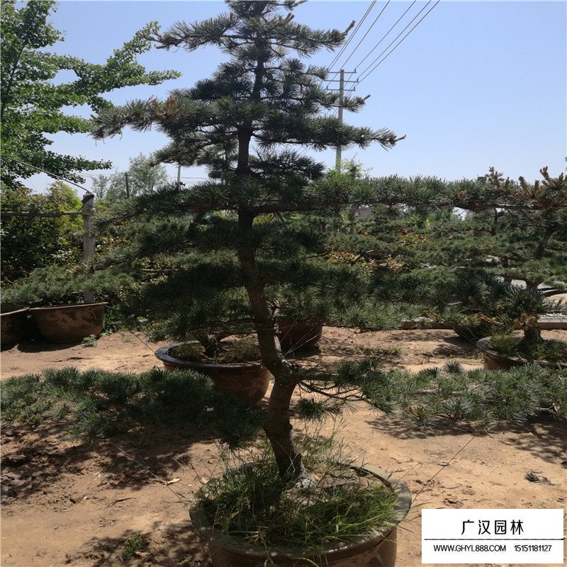 五針松價格
