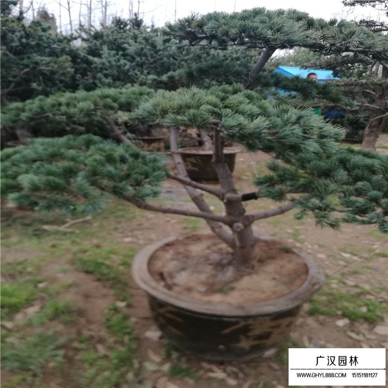 五針松價格