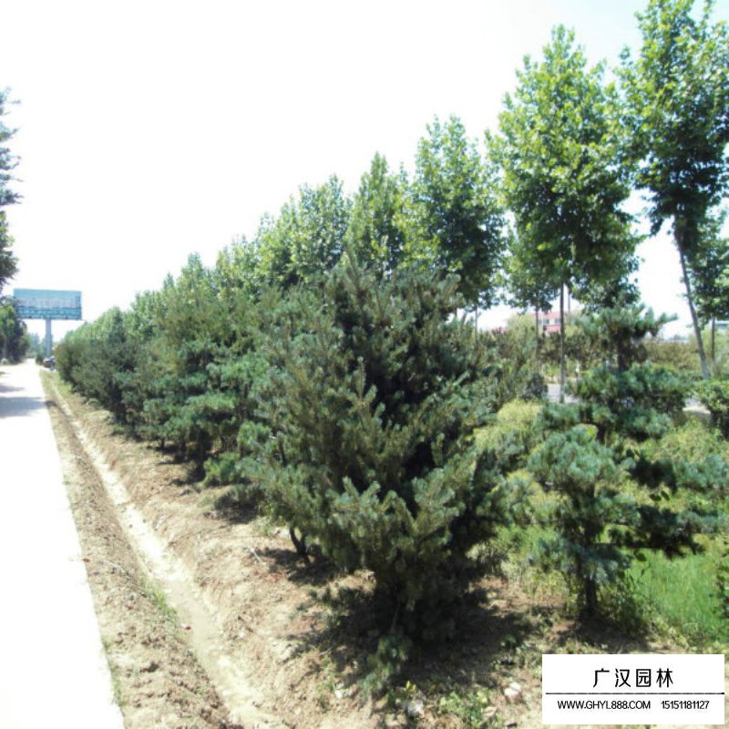 五針松價格
