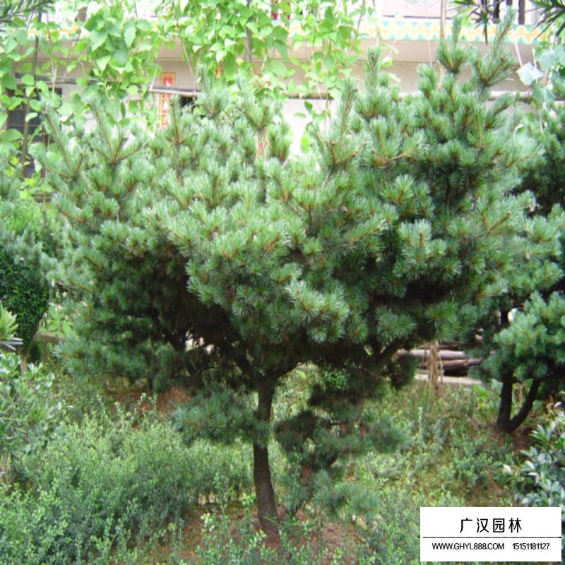 五針松價格