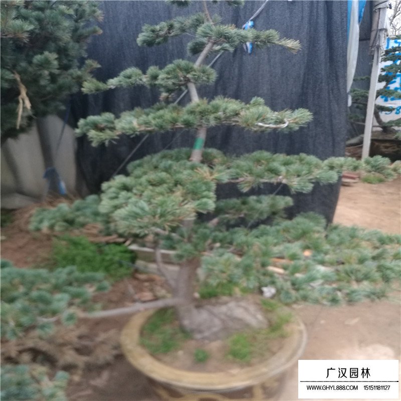 五針松價格