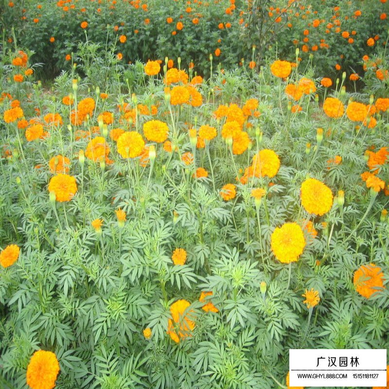 萬壽菊產地