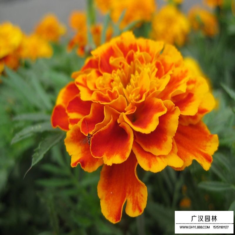 萬壽菊產地