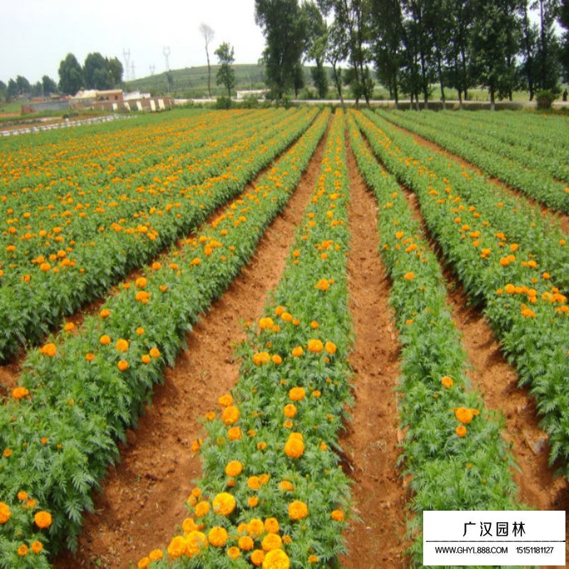 萬壽菊產地