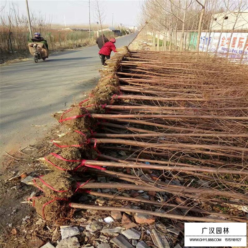 水杉樹價格