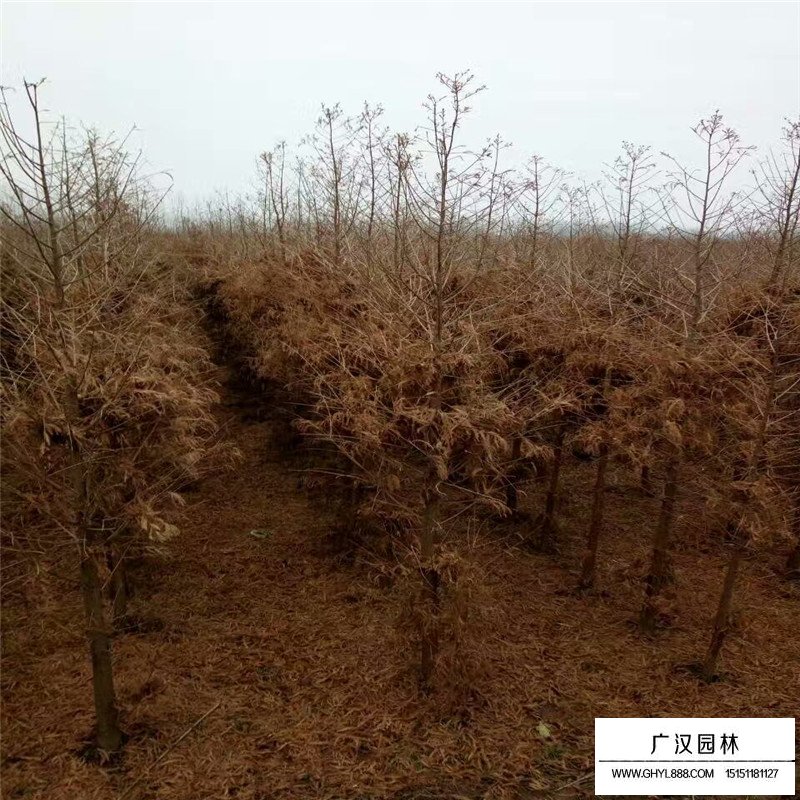 水杉樹價格