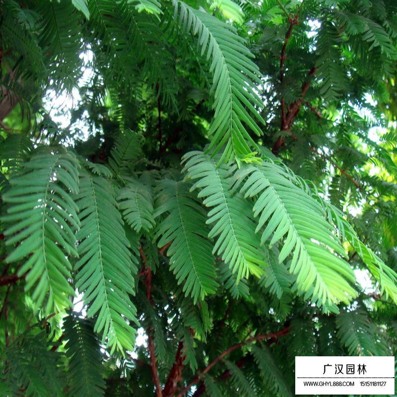 水杉樹價格