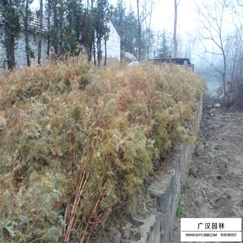 水杉樹價格
