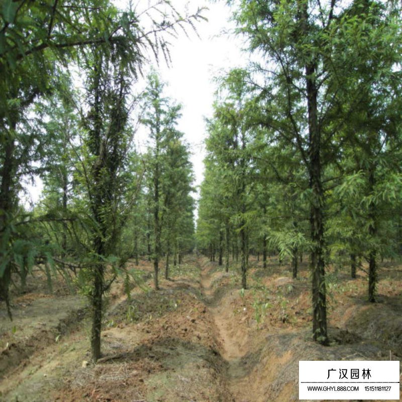 水杉樹價格