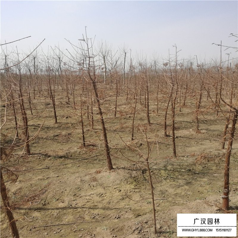 水杉樹價格