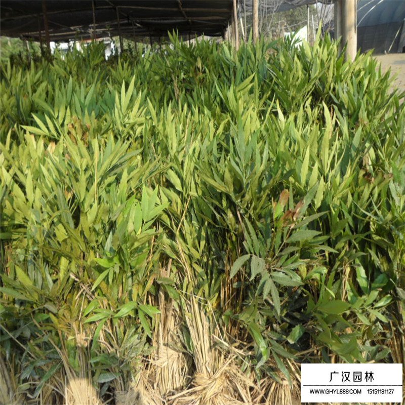 十大功勞價格