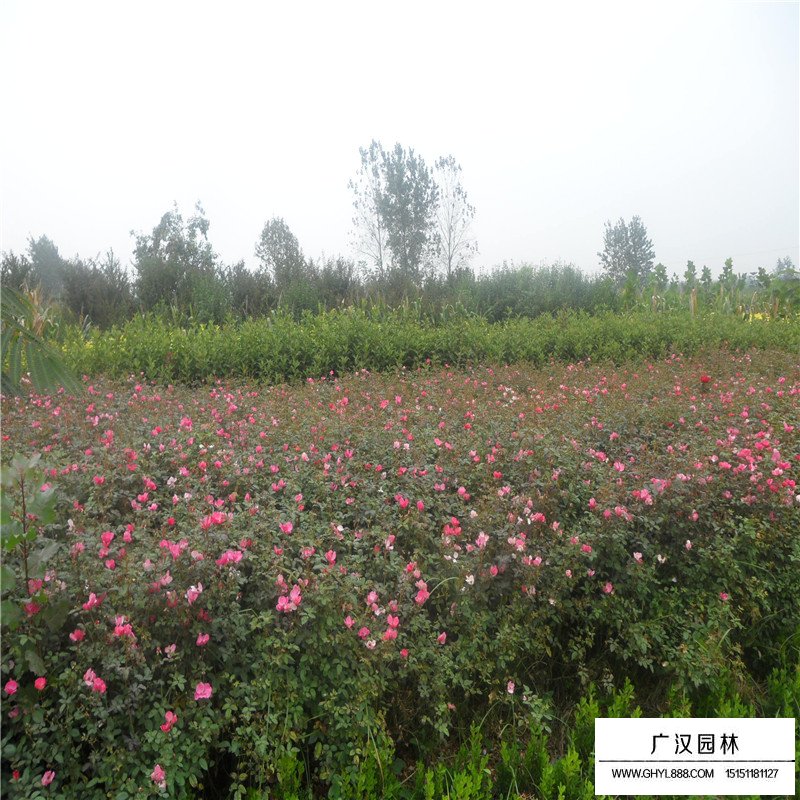 薔薇花價格