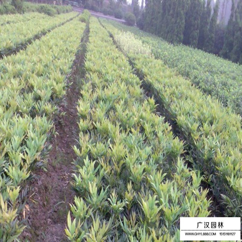 十大功勞價格