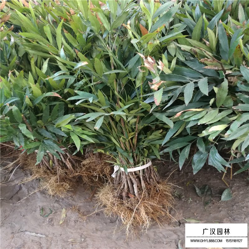 十大功勞價格