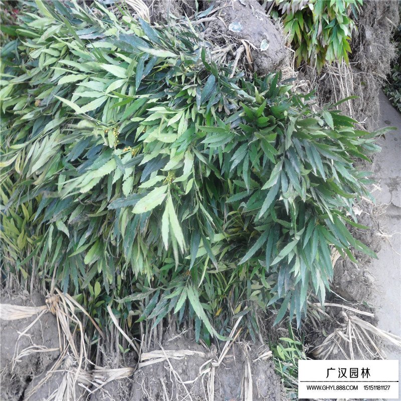 十大功勞價格