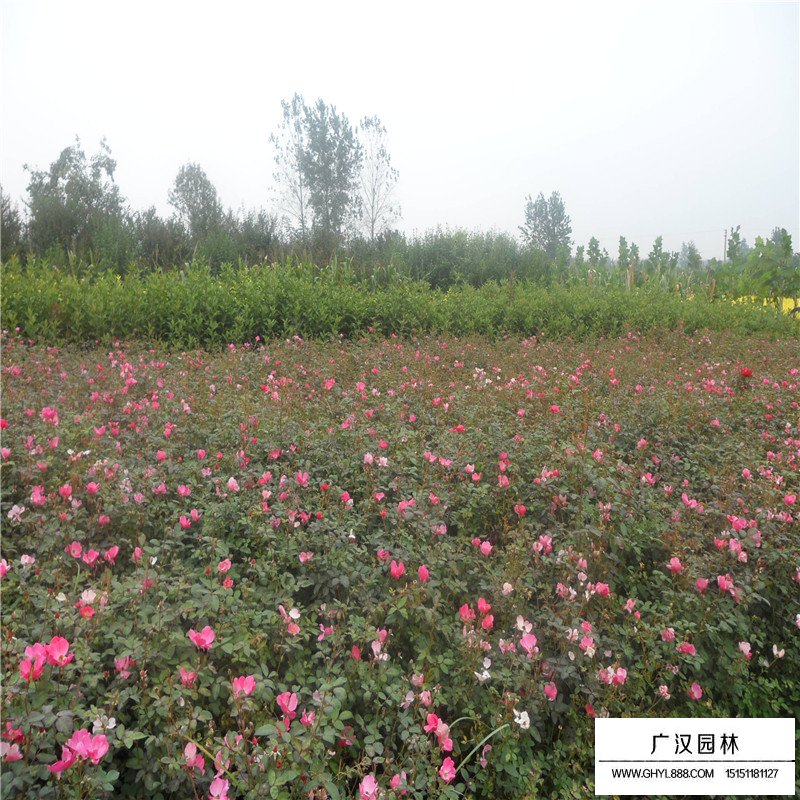 薔薇花價格