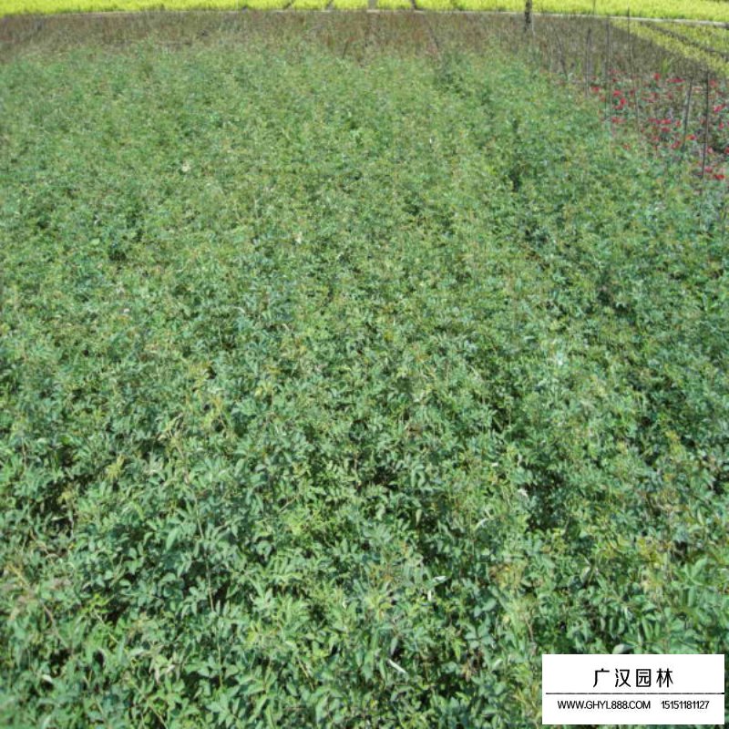 薔薇花價格