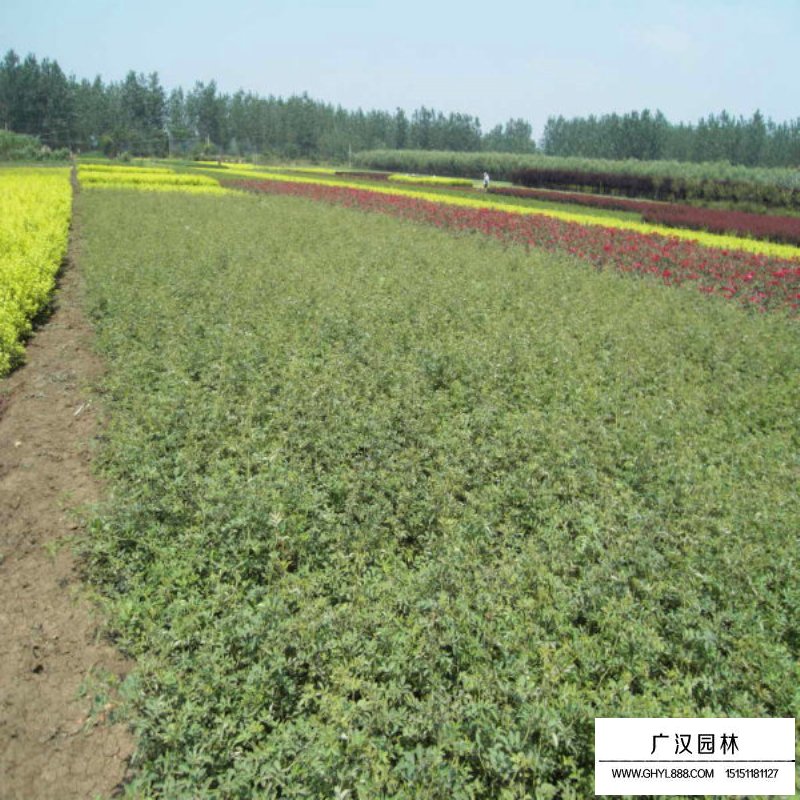 薔薇花價格