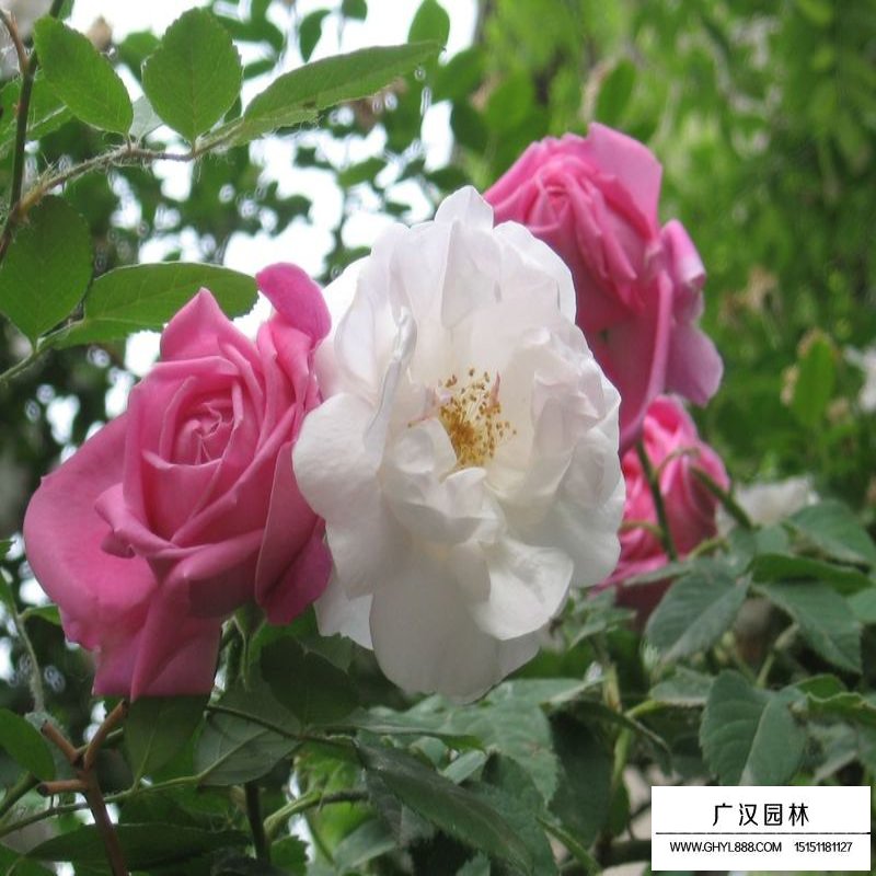 薔薇花價格