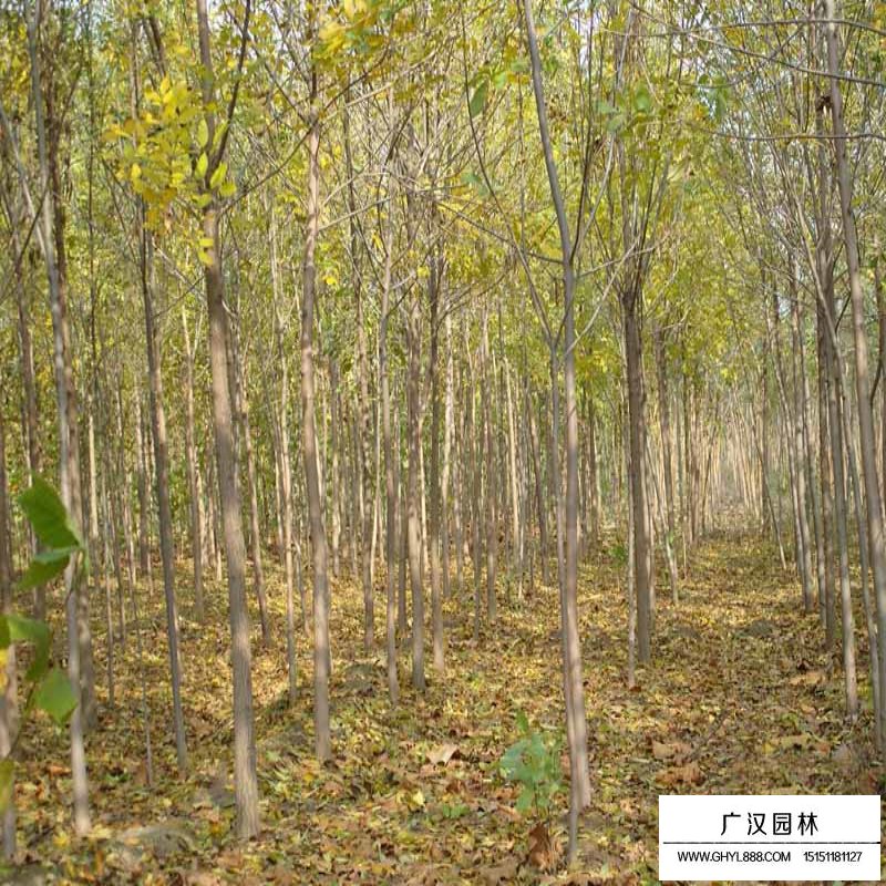 千頭椿價格