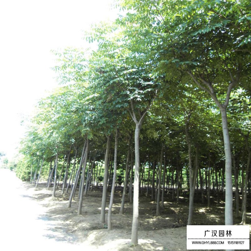 千頭椿價格