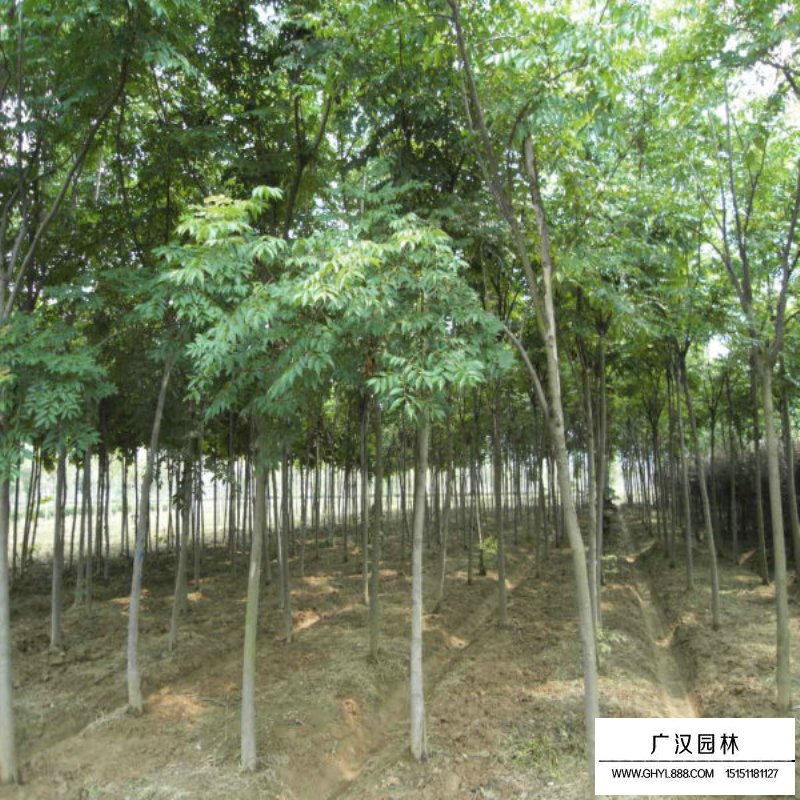 千頭椿價格