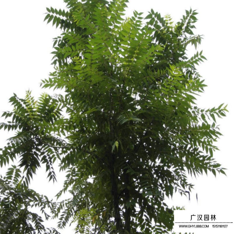 千頭椿價格