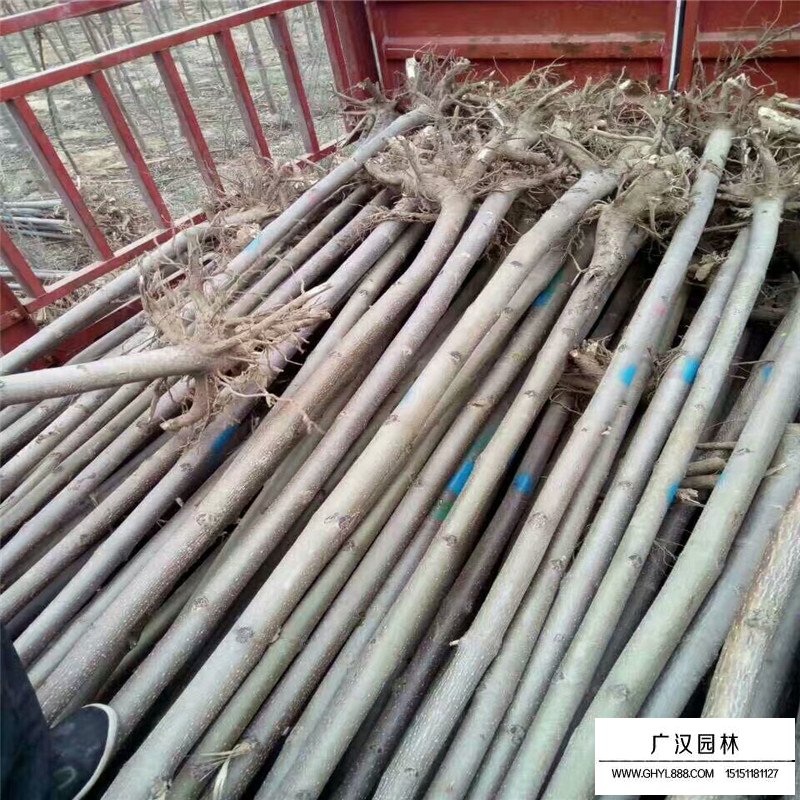 泡桐樹價格