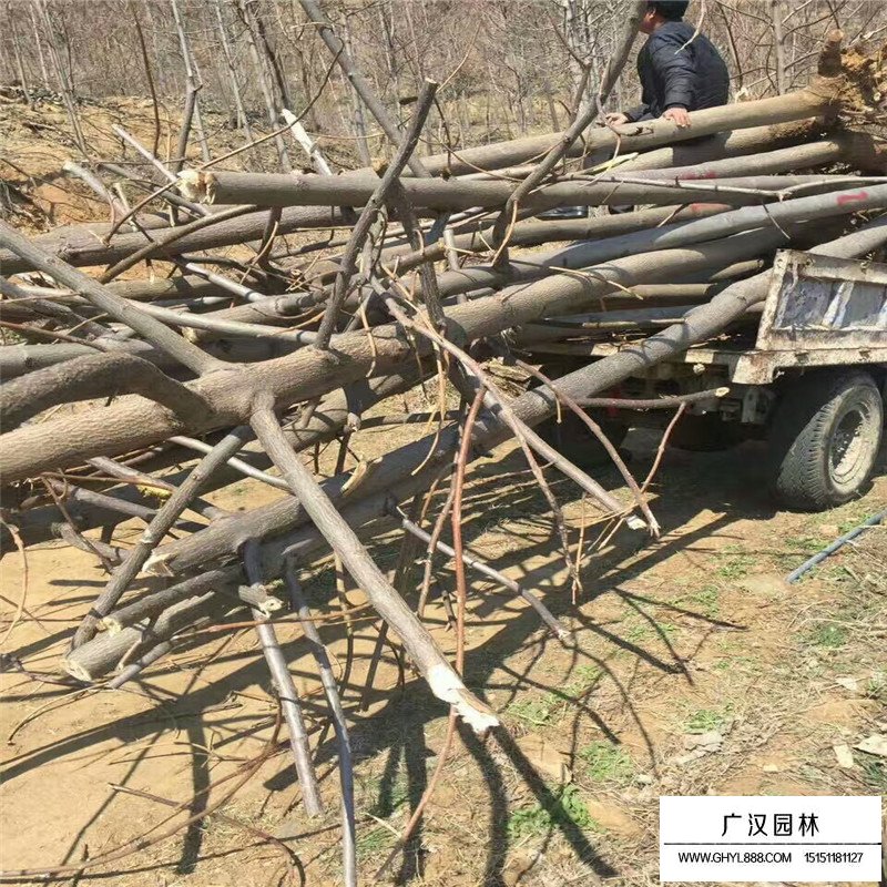 泡桐樹價格