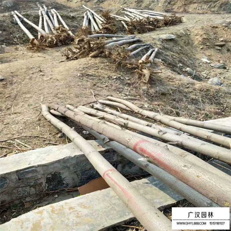 泡桐樹價格