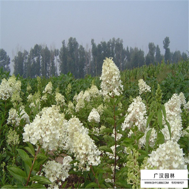 木繡球花價格