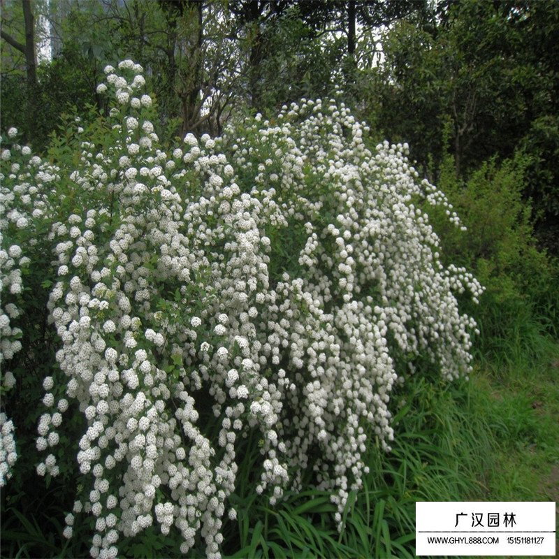 木繡球花價格