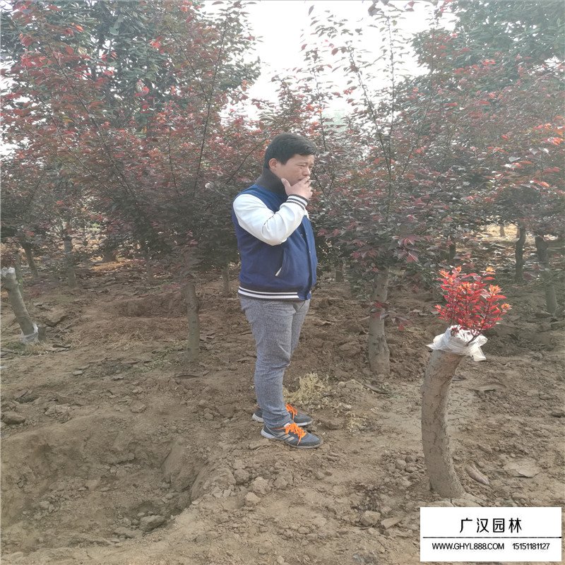 美人梅產地