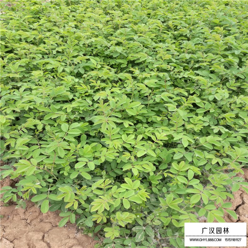 玫瑰苗產地