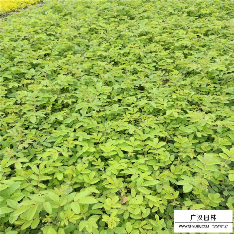 玫瑰苗產地