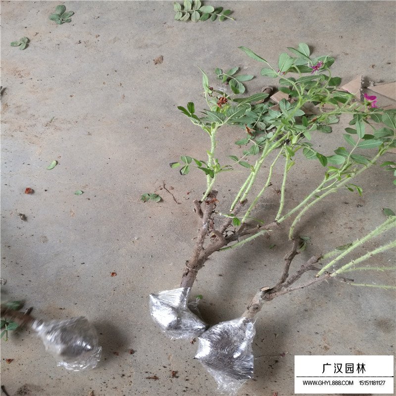 玫瑰苗產地