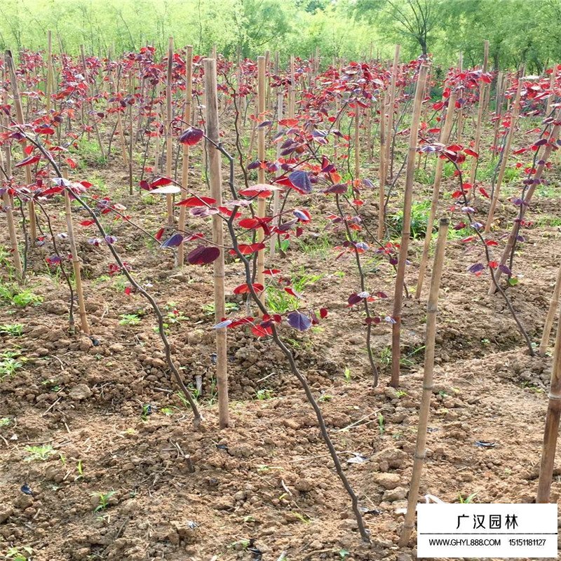 紫葉紫荊價格