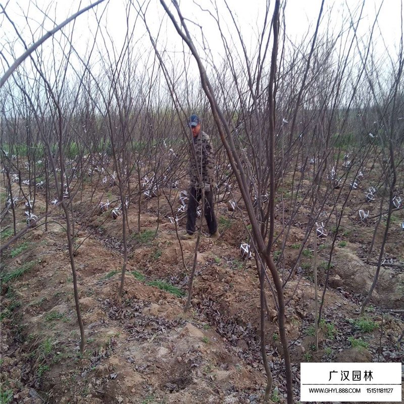 紫葉紫荊價格