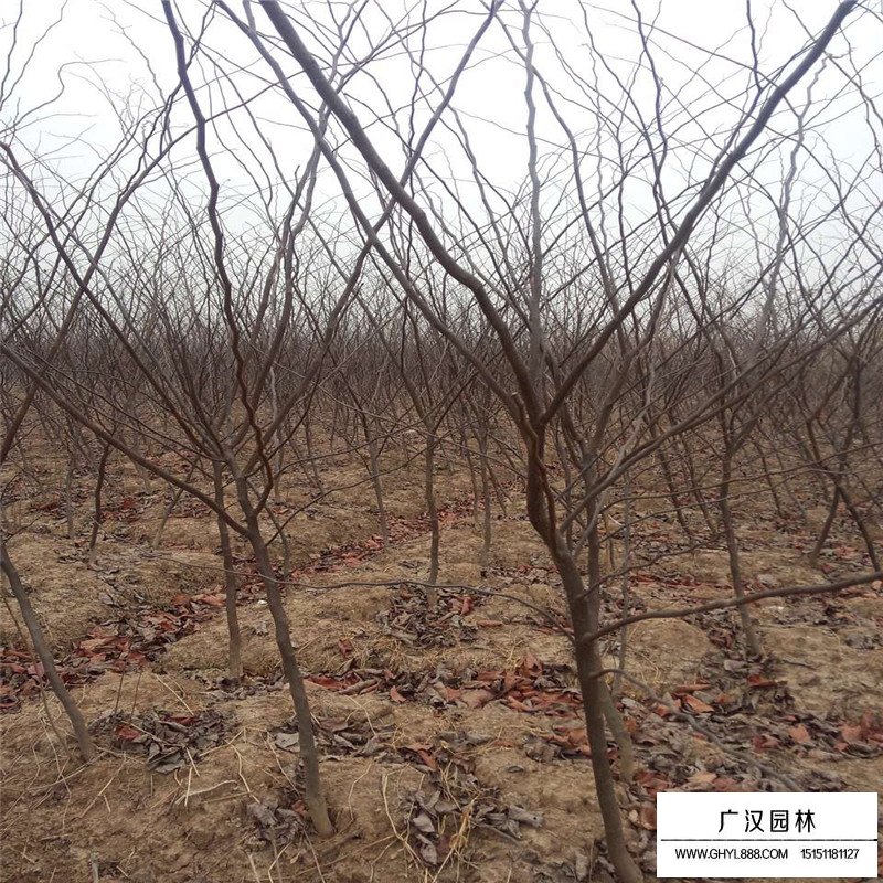 紫葉紫荊價格