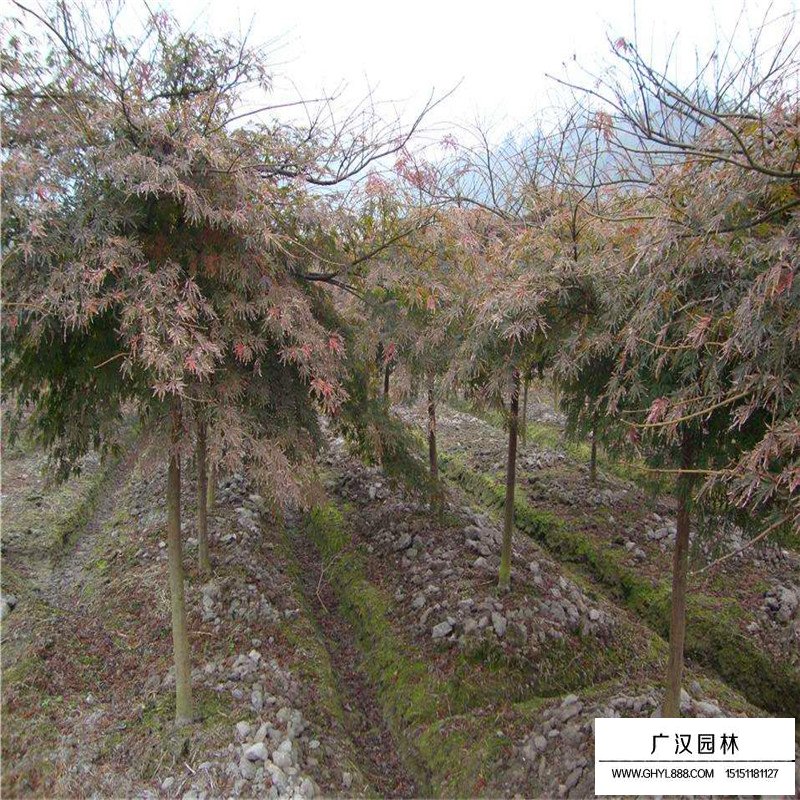 羽毛楓產地