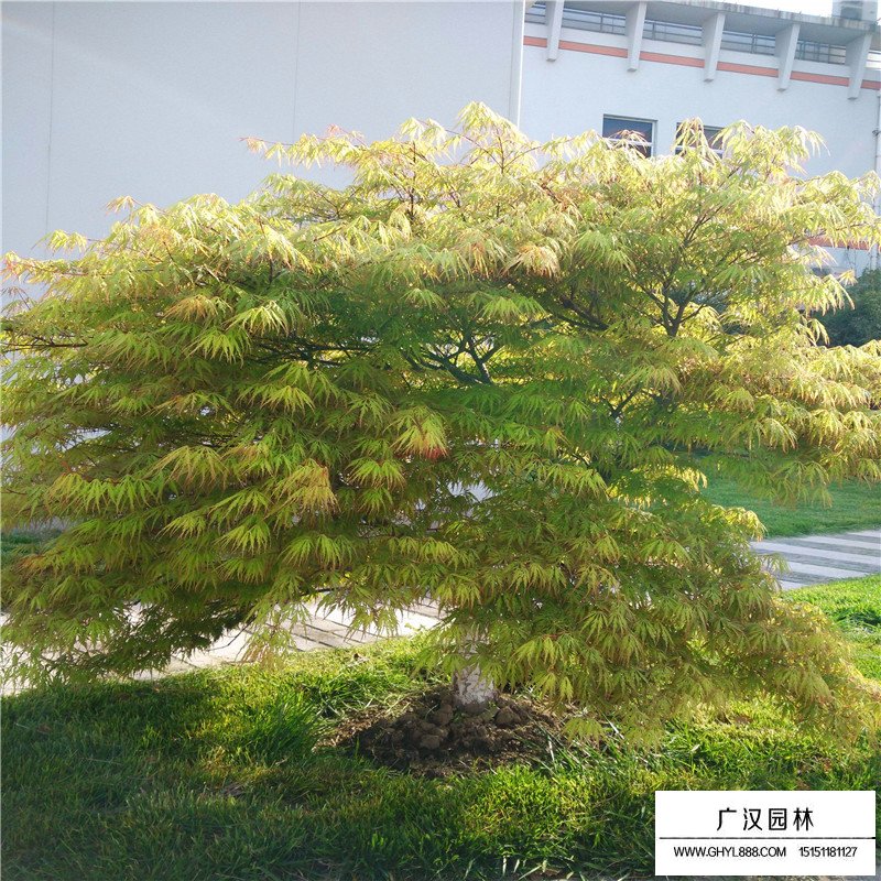 羽毛楓產地