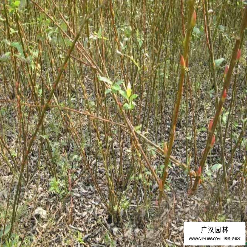 銀芽柳產地