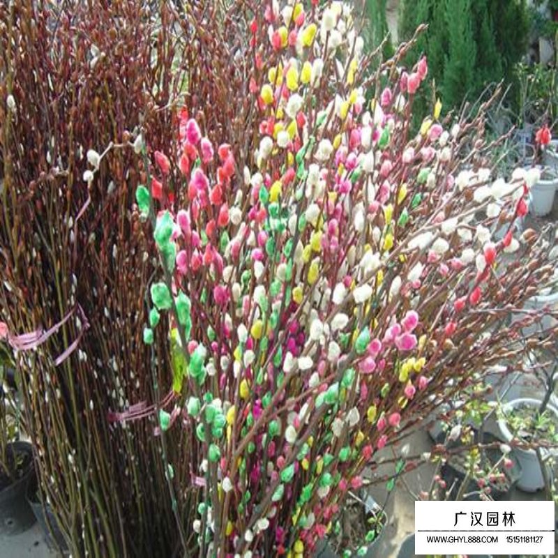 銀芽柳產地