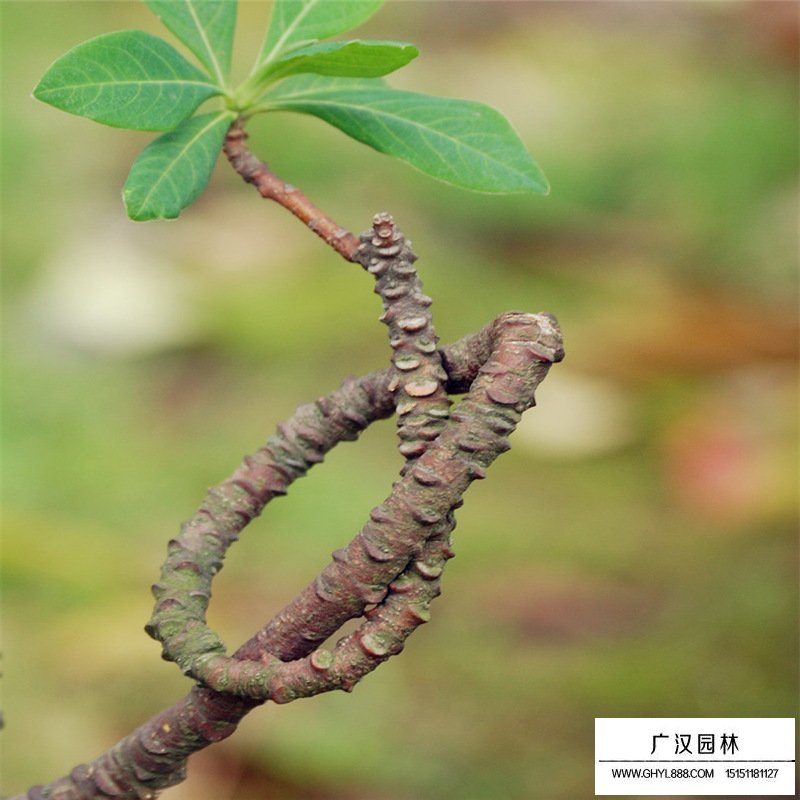 結香價格