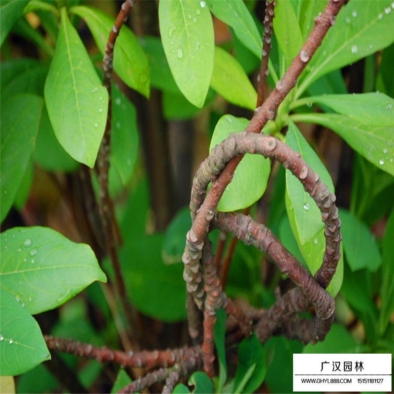 結香價格