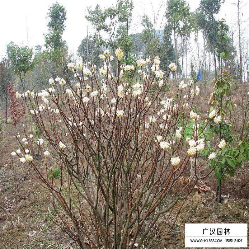 結香價格