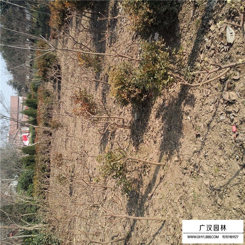 結香價格