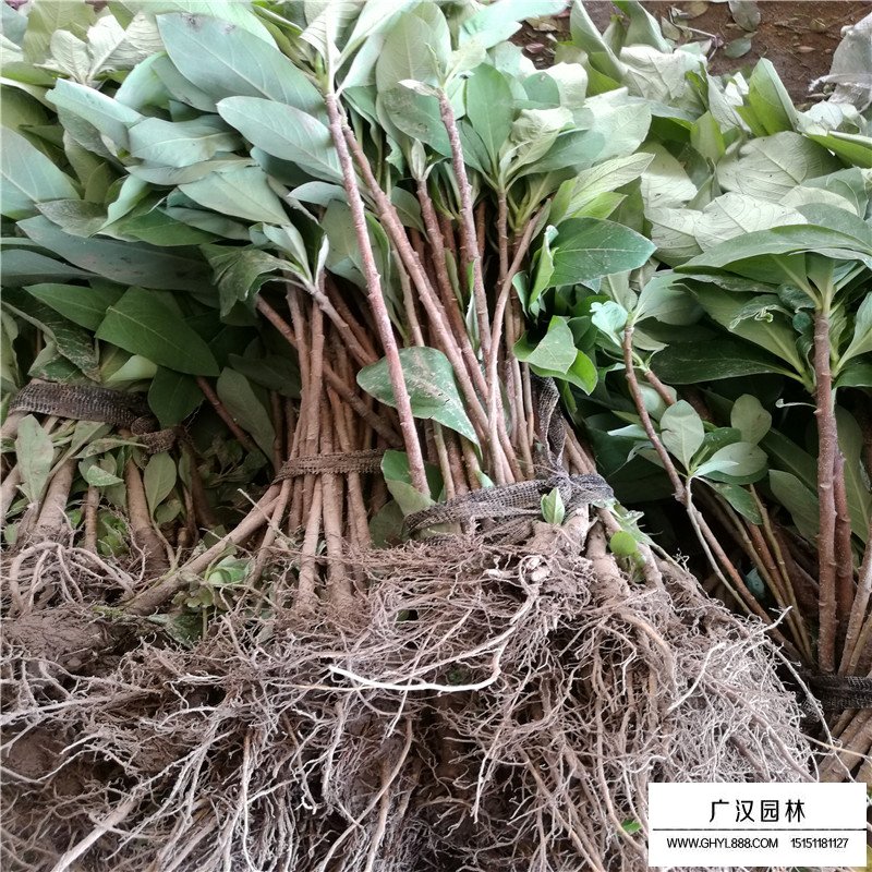 結香價格
