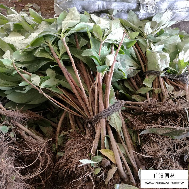 結香價格