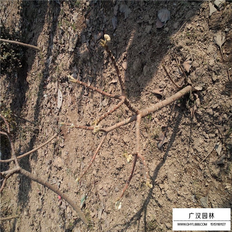 結香價格